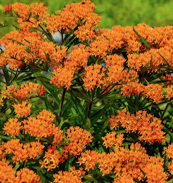 Painting the Garden Orange with Asclepias Tuberosa - Winter Greenhouse