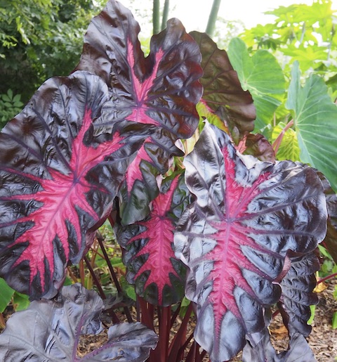 Elephant Ears Plants: Colocasia and Alocasia - Winter Greenhouse