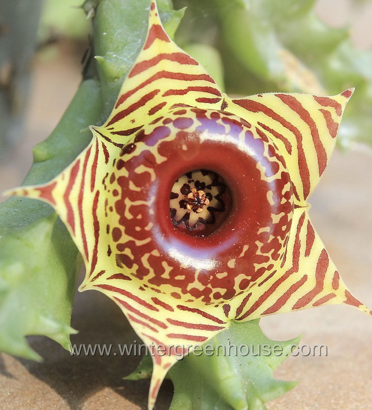 Getting to Know Huernia Zebrina, the Lifesaver Plant - Winter Greenhouse