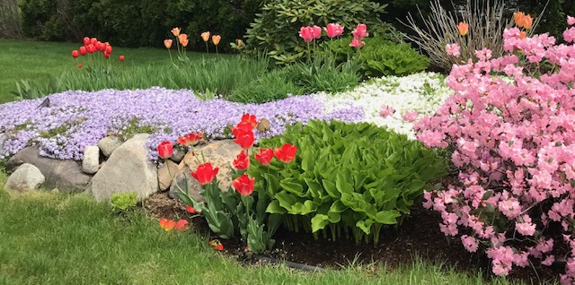 Colorful Carpet, Courtesy of Creeping Phlox - Winter Greenhouse