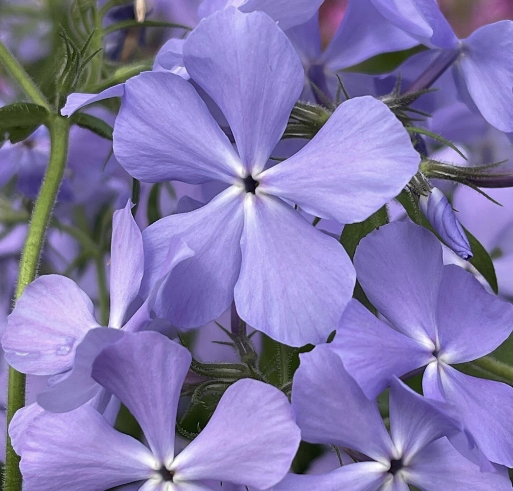 Coming Across Something Special: Woodland Phlox - Winter Greenhouse