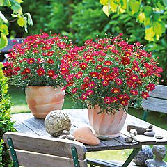 Argyranthemum Aramis Red