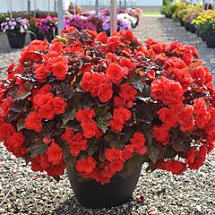 Begonia Adora Velvet Red
