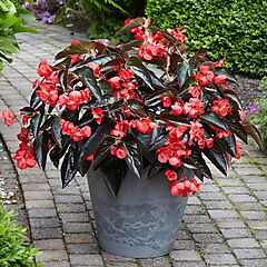 Begonia Dragon Wing Red With Bronze Leaf