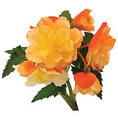 Begonia Iconia First Kiss Del Sol