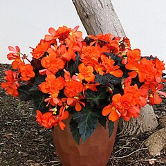 Begonia Iconia Portefino Dark Orange