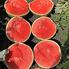 Watermelon Rubyfirm