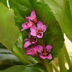 Bergenia Once Upon A Dream