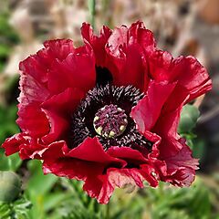 Papaver Red Rumble