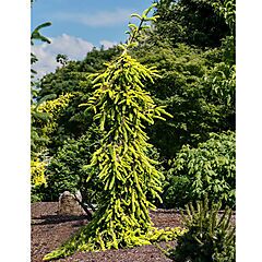 Picea Abies Gold Drift