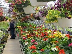 Greenhouses are Open for Shopping