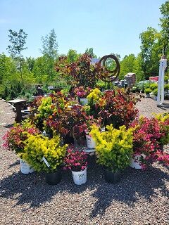 Shrub Displays to Inspire