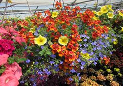 Colorful Hanging Baskets