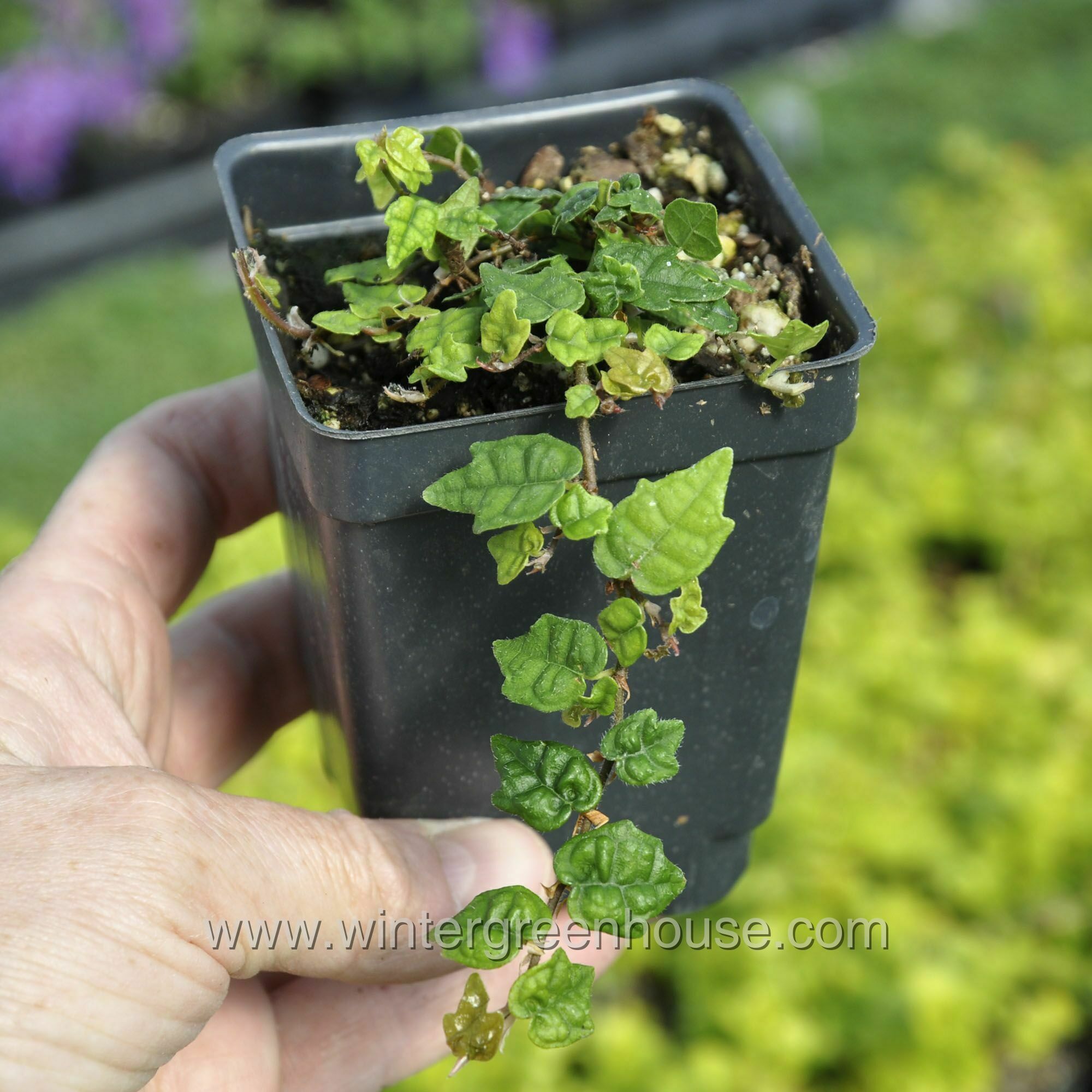 winter-greenhouse-ficus-pumila-quercifolia-minima-9-99