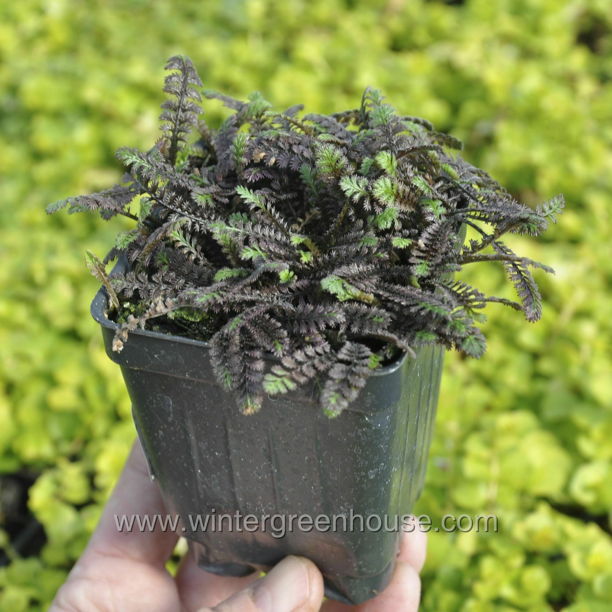 Winter Greenhouse - Leptinella squalida, Platt's Black > $7.99