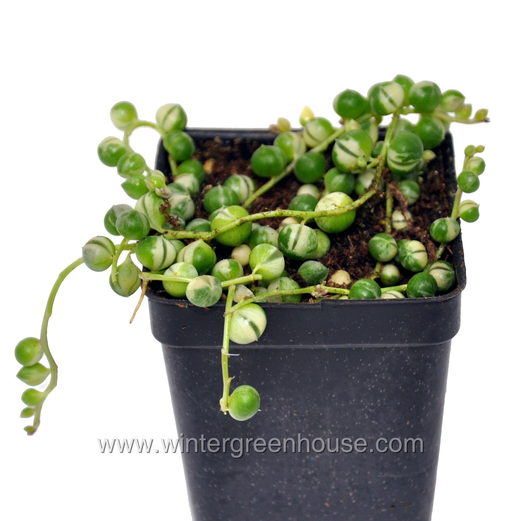 String of Pearls Succulent Variegated Houseplant