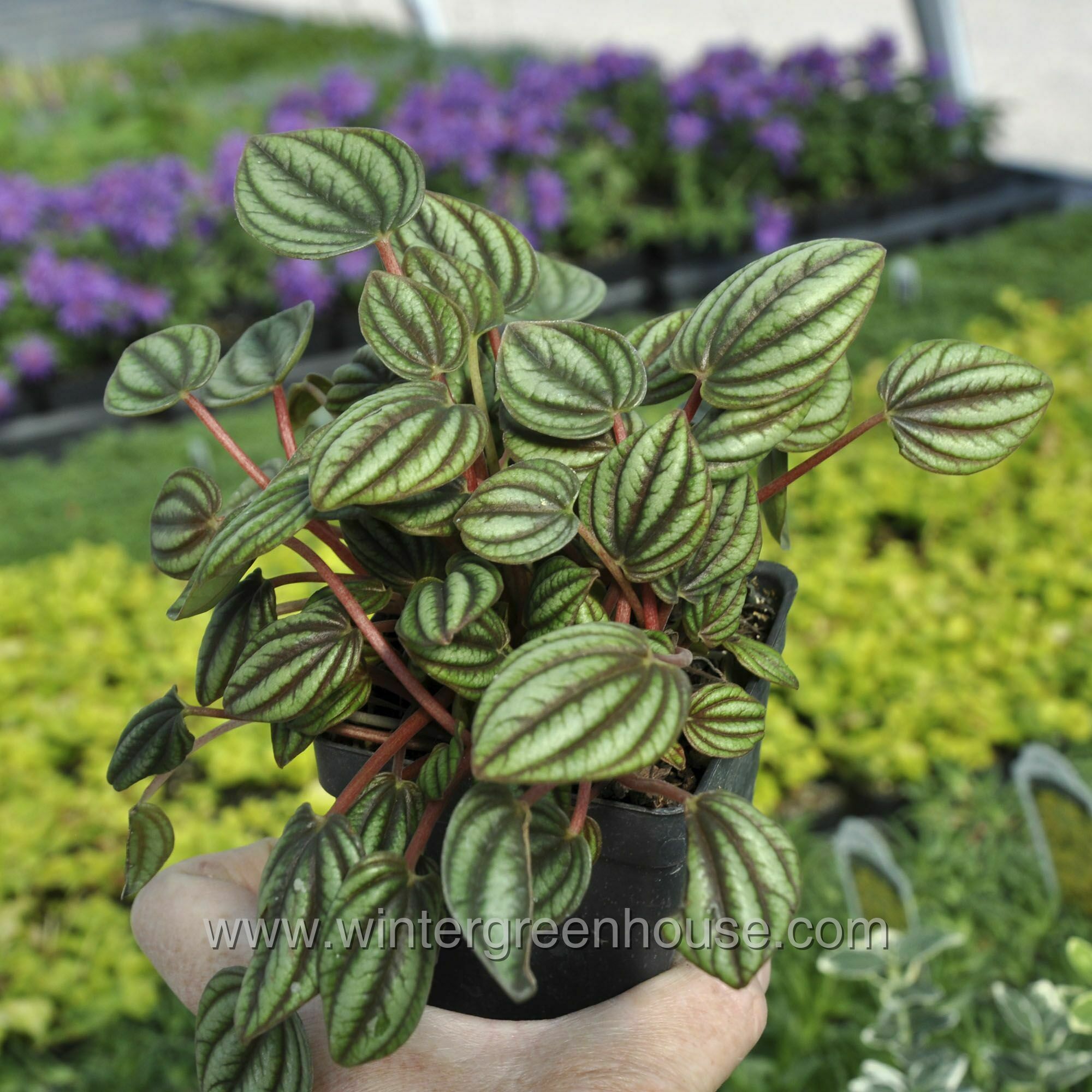 Winter Greenhouse - Peperomia albovittata Piccolo Banda > $13.49