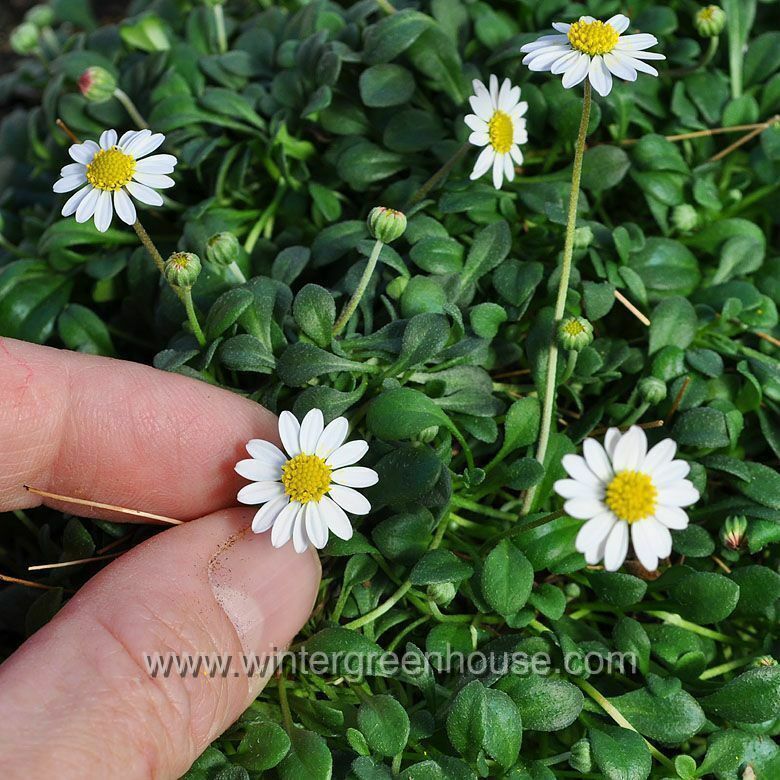 Bellium minutum, Miniature Daisy - Container Size: 3