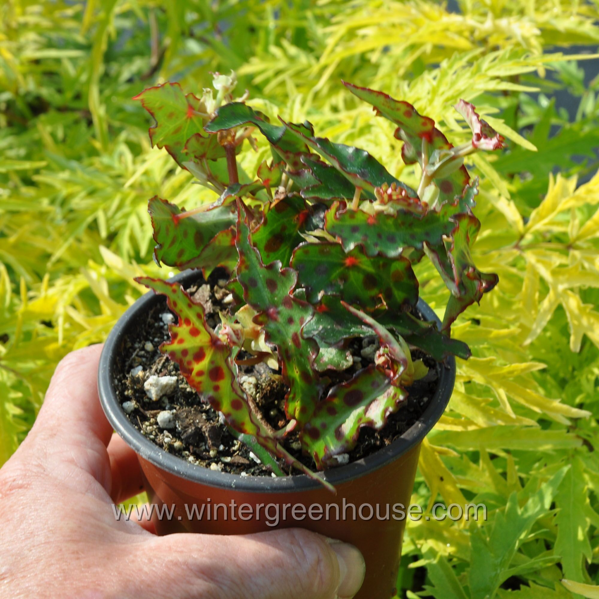 Winter Greenhouse Begonia Amphioxus Butterfly 9 99   Wg843 Begonia Amphioxus Butterfly 