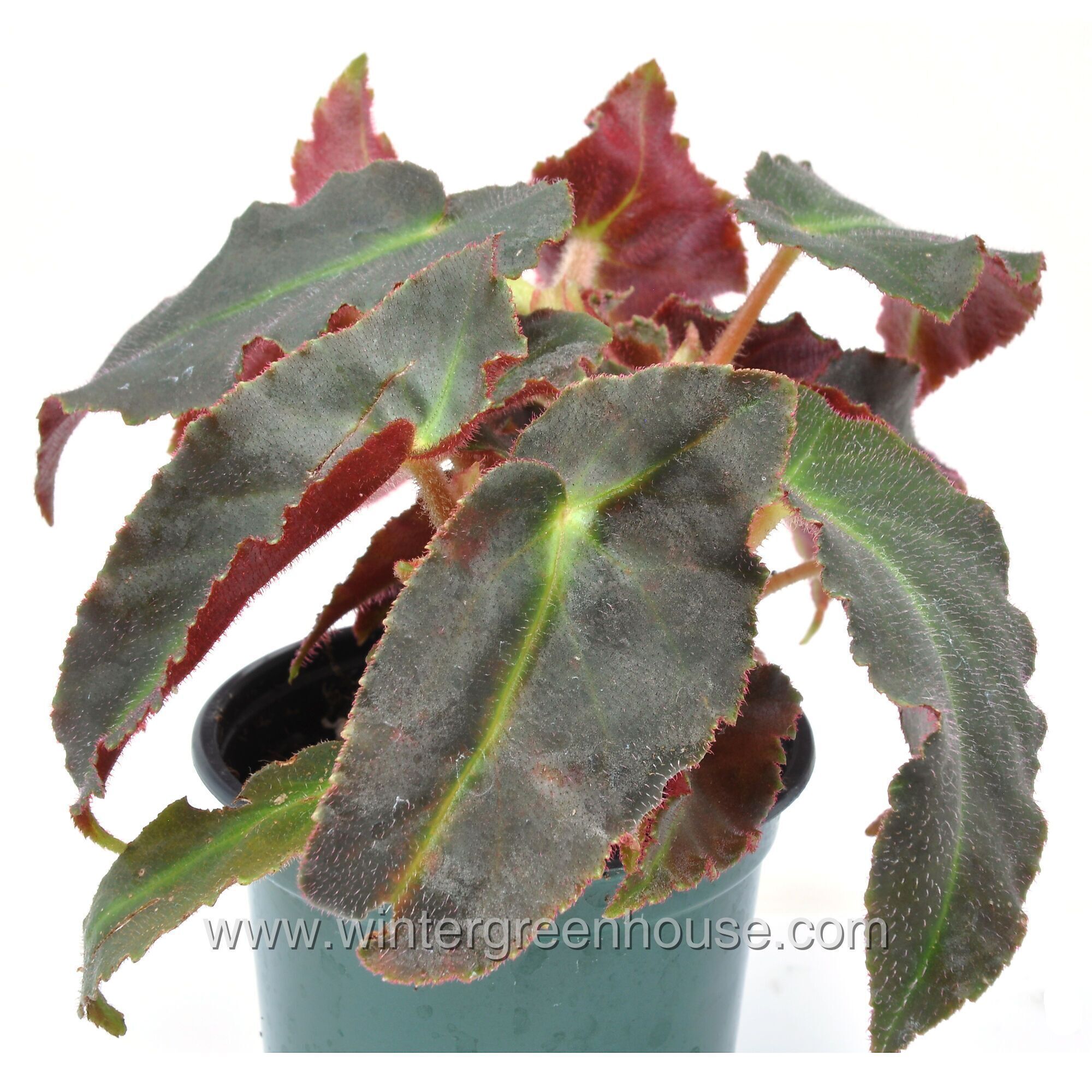 Winter Greenhouse - Begonia listada > $9.99