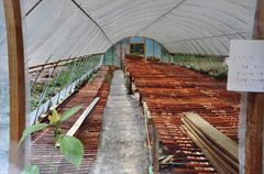 Inside the First Greenhouse