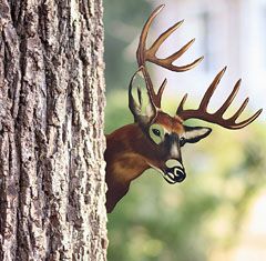 Peeking Deer