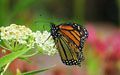 Monarch on Asclepias – Butterfly Weed