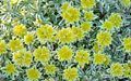 Euphorbia – Cushion Spurge, First Blush