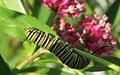 A Monarch Caterpillar on Asclepias