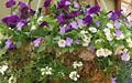 Purple Petunia, white Calibrachoa and Verbena, lavender Violas