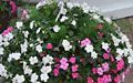 Pink and white Impatiens with Asparagus Fern