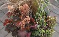 Fall Planter with Heuchera, Carex Grass and Sedum 