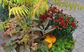 Fall Planter with Sumac Tiger Eye, Mum, Heuchera, Sedum Angelina and Copper Spoon succulent.