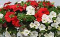 White and red Petunia