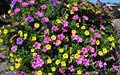 Pink and purble Petunias, yellow Calibrachoa and Ipomoea