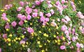 Pink double Impatiens and yellow Bidens