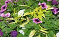 Purple Verbena, Bicolored Petunia, white Calibrachoa and lime colored Ipomoea