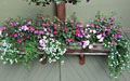 Fuchsia, pink Impatiens and white Bacopa