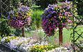 Purple and pink Petunias, purple Verbena and Red Fountain Grass