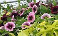 Burgundy and bicolored Petunias, lime colored Ipomoea and white Scaevola