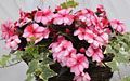 Red/white New Guinea Impatiens with English Ivy