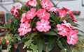 Pink New Guinea Impatiens with English Ivy