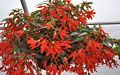 Red Begonias