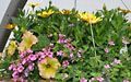 Yellow Petunia and Osteospermum with pink Diascia and Bacopa