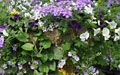 Lavender Verbena and Bacopa, Purple Calibrachoa, white Petunia, white Nierembergia and Black-eyed Susan