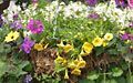 White Diascia, purple Verbena, yellow Calibrachoa and Black-eyed Susan