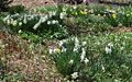 Daffodils in the Shade Garden