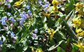 Pulmonaria and Toad Lilies