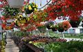Colorful Hanging Baskets