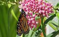 Asclepias for pollinators